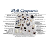 shells10